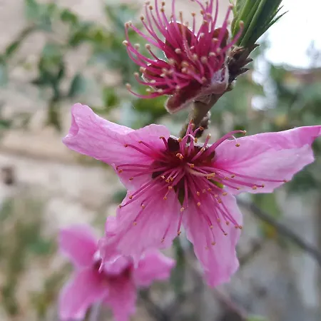 Il Giardino Di Tolu Siracusa Syracuse